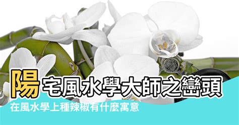 種辣椒風水|在風水學上種辣椒有什麼寓意，從風水角度說家裡種辣椒好嗎